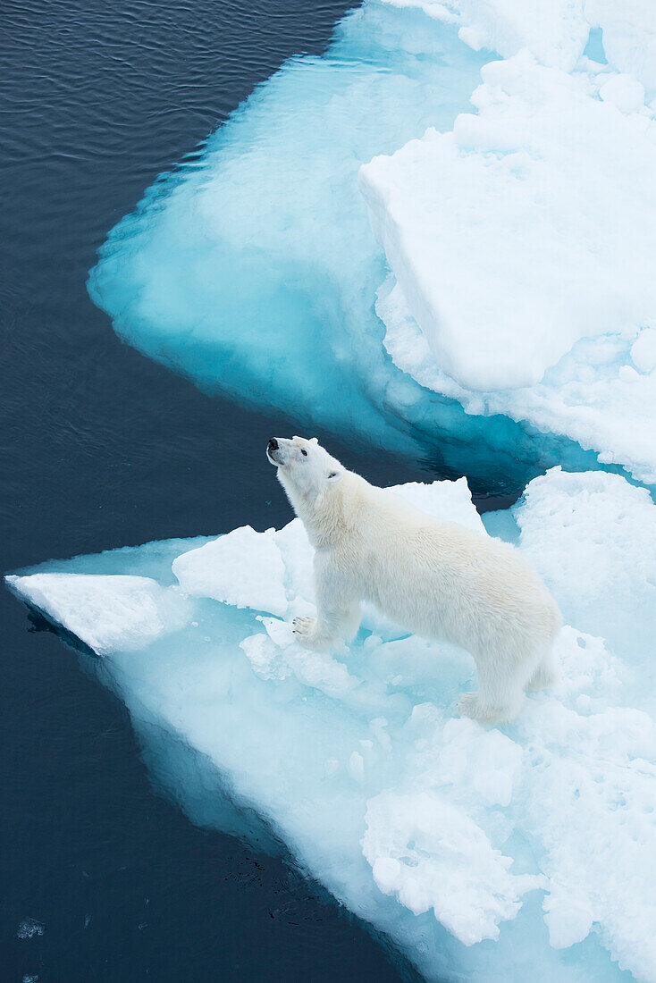 Eisbär (Ursus maritimus) auf Treibeis, Hinlopenstraße, Svalbard, Norwegen