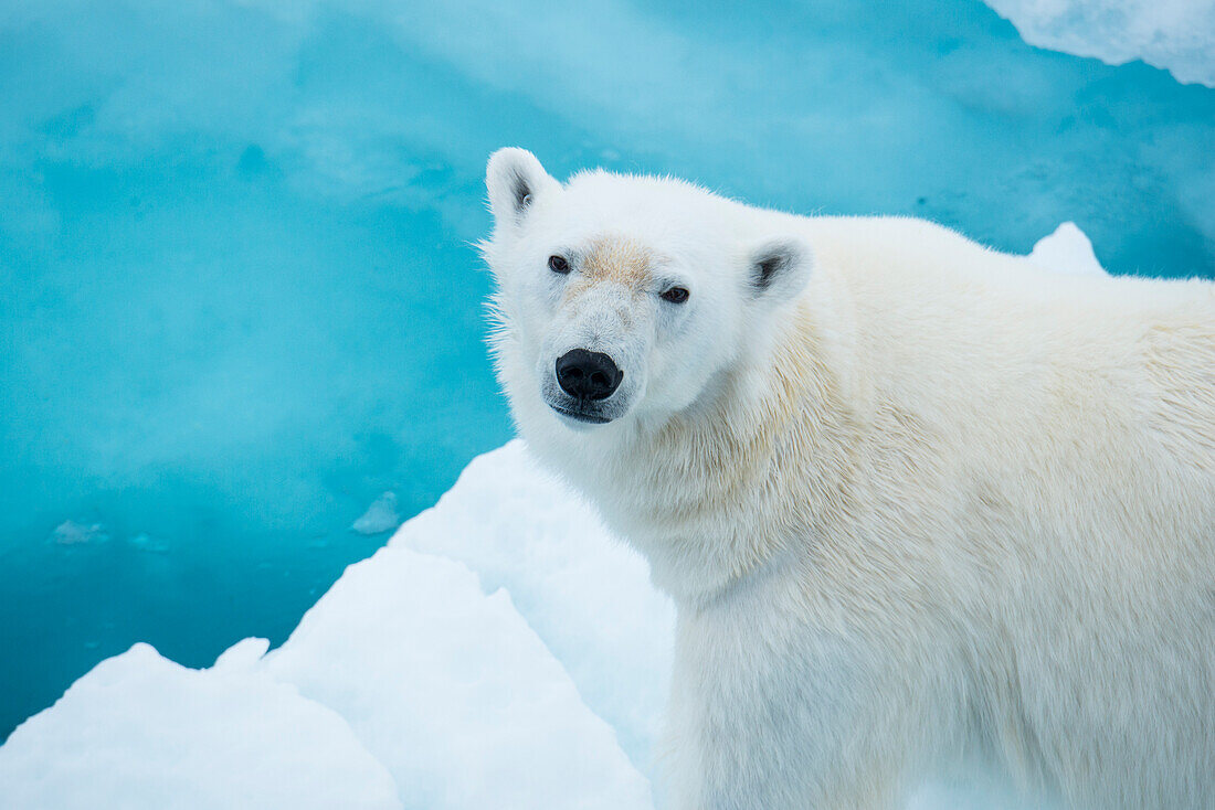 Alarm Eisbär (Ursus maritimus) auf Treibeis, Hinlopenstraße, Spitzbergen, Norwegen
