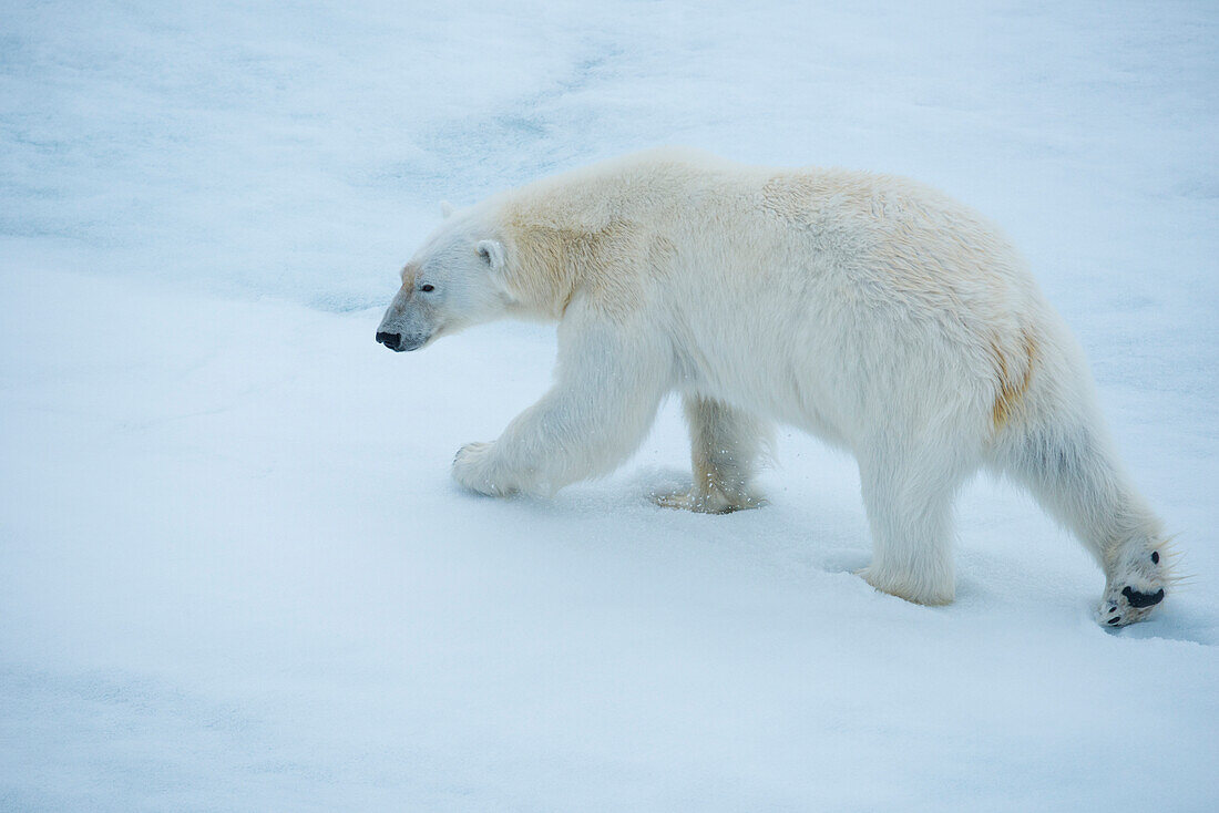 Wachsamer Eisbär (Ursus maritimus) schreitet über eine Eisscholle, Hinlopenstraße, Svalbard, Norwegen