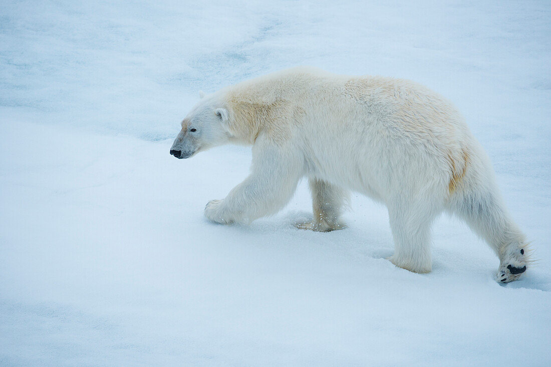 Wary Polar bear (Ursus maritimus) strides across an ice floe,Hinlopen Strait,Svalbard,Norway