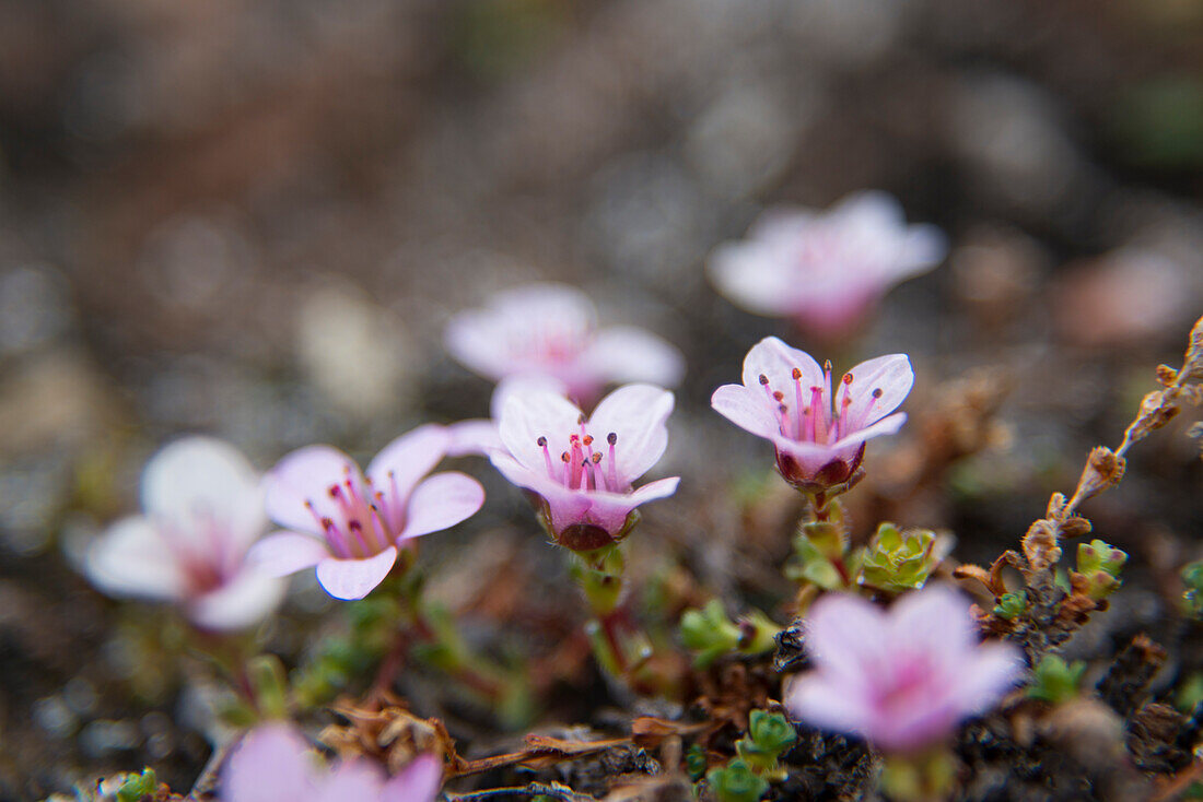 Nahaufnahme einer blühenden Moosnelke (Silene acaulis), Spitzbergen, Svalbard, Norwegen