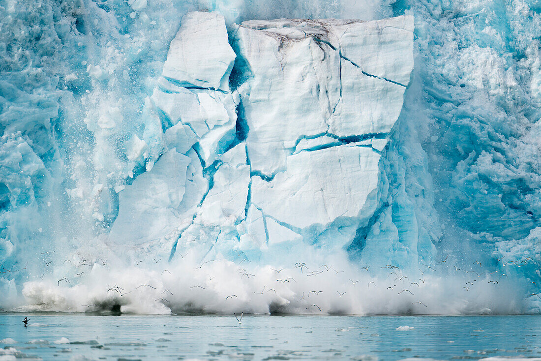 Eis vom Monacobreen-Gletscher stürzt ins Meer, ein Vogelschwarm fliegt vor den Spritzern davon, Spitzbergen, Svalbard, Norwegen