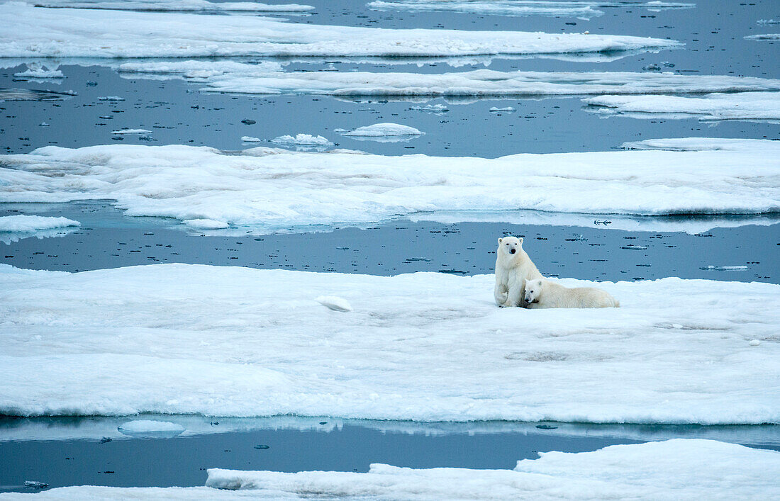 Eisbär (Ursus maritimus) und Junges ruhen auf Treibeis, Storfjord, Spitzbergen, Norwegen