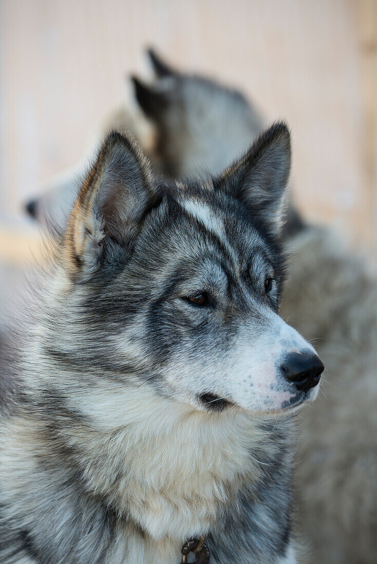 Portrait of a pair of Huskies,Mugford Tickle,Newfoundland and Labrador,Canada