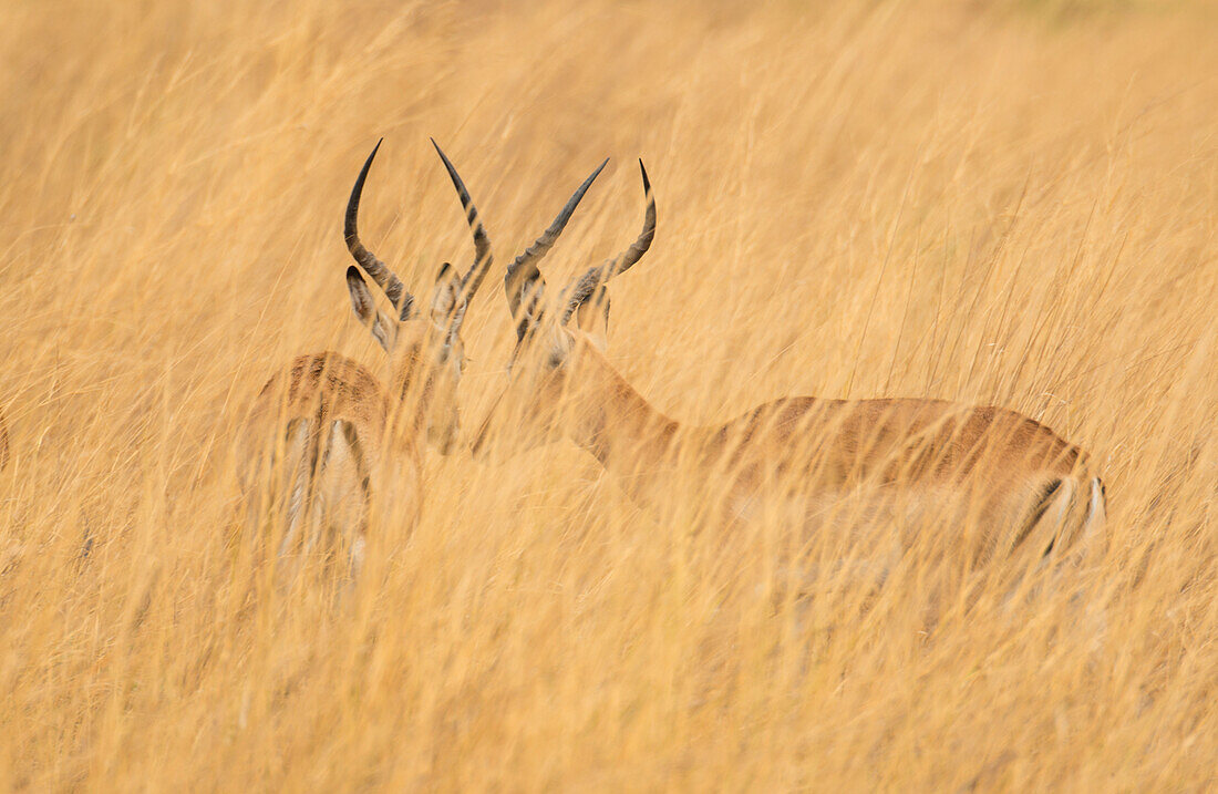 Impala (Aepyceros melampus) in the tall grass at Selinda Reserve,Selinda Reserve,Botswana