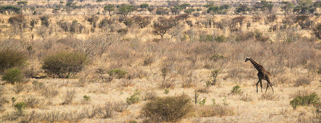 Giraffe (Giraffa camelopardalis) beim Durchqueren der ausgedörrten Landschaft in der Kalahari-Wüste von Botsuana,Botsuana