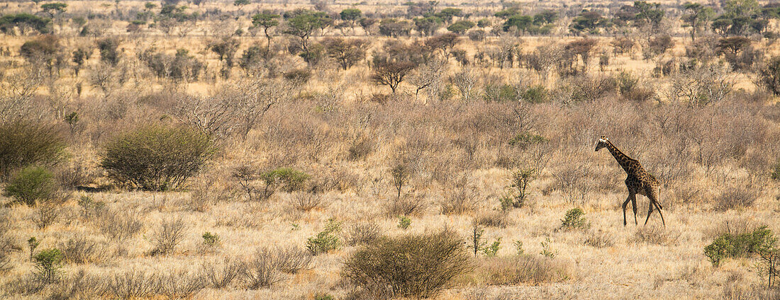 Giraffe (Giraffa camelopardalis) traversing the parched landscape in the Kalahari Desert of Botswana,Botswana