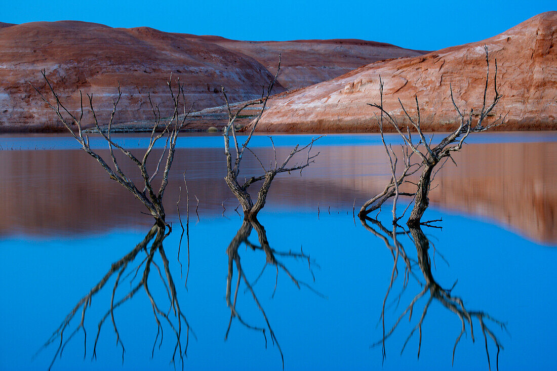Reflektionen von Pappelzweigen in der Halls Creek Bay, Glen Canyon National Recreation Area, Utah, USA, Utah, Vereinigte Staaten von Amerika