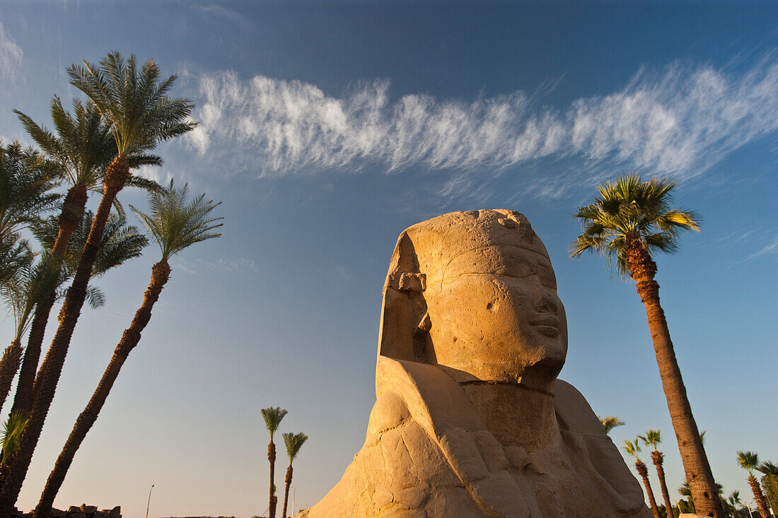 Sphinx in der Allee der Sphinxen im Luxor-Tempel, Luxor, Ägypten