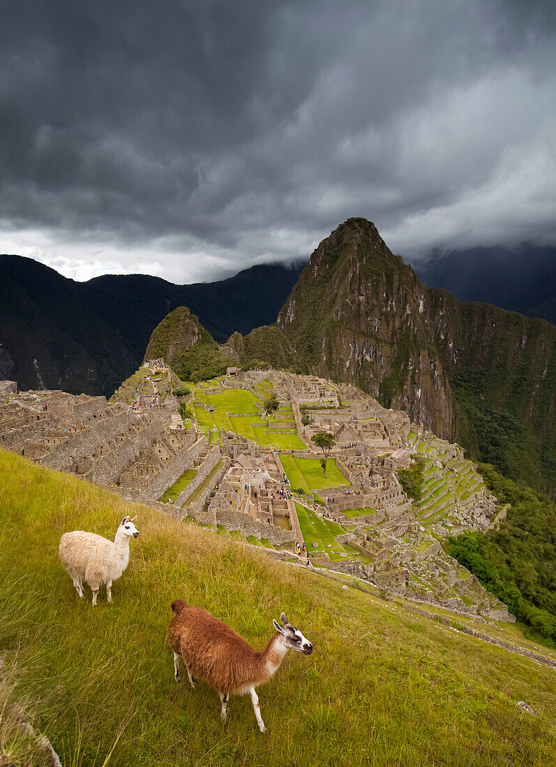 Llamas (Lama glama) laufen am Machu Picchu, Peru, herum