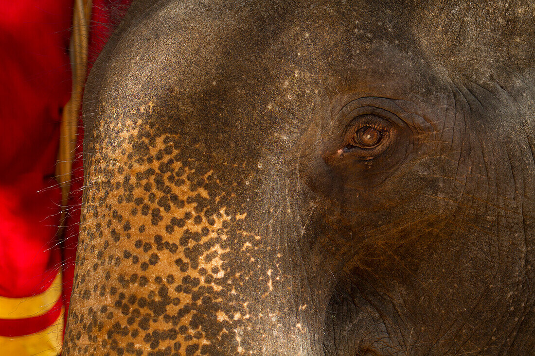 Elefant (Elephas maximus) am Bayon-Tempel in Angkor Wat, Siem Reap, Kambodscha