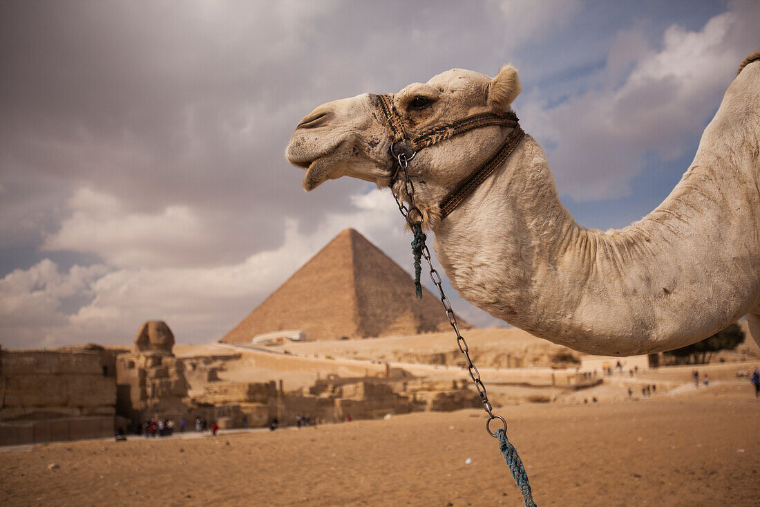 Sphinx and the Great Pyramid of Giza,with a camel tethered in the foreground,in Egypt,Giza,Egypt