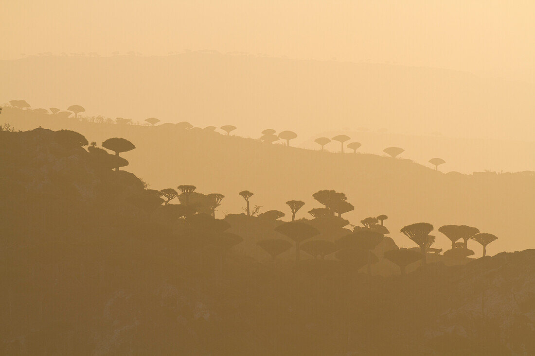 Dragon blood trees (Dracaena cinnabari) silhouetted in the half light,Dieksum Plateau,Socotra Island,Yemen