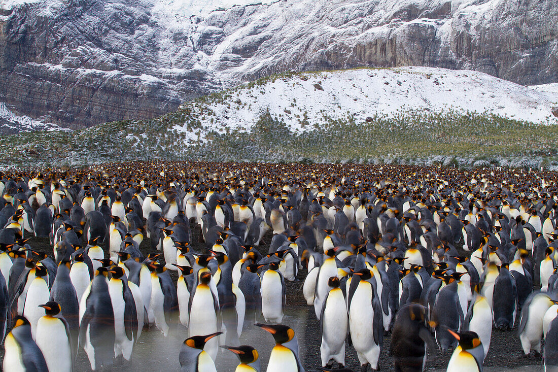 Großer Schwarm Königspinguine (Aptenodytes patagonicus) im Gold Harbour auf der Insel Südgeorgien,Südgeorgien