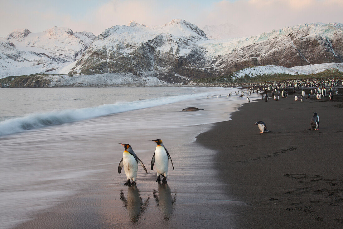 Königspinguine (Aptenodytes patagonicus) am Strand von Gold Harbour auf der Südgeorgien-Insel,Südgeorgien-Insel