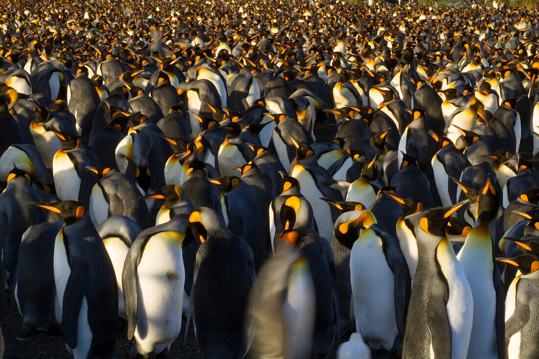 Großer Schwarm Königspinguine (Aptenodytes patagonicus) im Gold Harbour auf der Südgeorgien-Insel,Südgeorgien-Insel