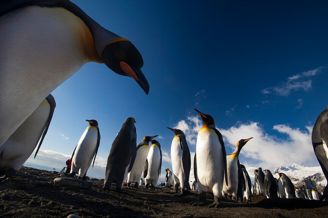 Königspinguine (Aptenodytes patagonicus) am Gold Harbour auf der Südgeorgien-Insel,Südgeorgien-Insel