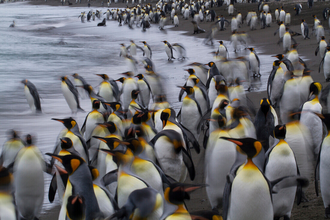 Königspinguine (Aptenodytes patagonicus) am Strand der St. Andrews Bay auf der Südgeorgien-Insel,Südgeorgien-Insel