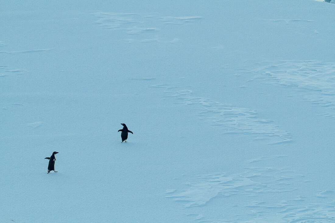 Adelie penguins (Pygoscelis adeliae) walk across ice in Antarctica,Antarctica