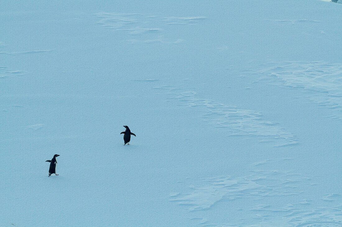 Adeliepinguine (Pygoscelis adeliae) wandern über Eis in der Antarktis,Antarktis
