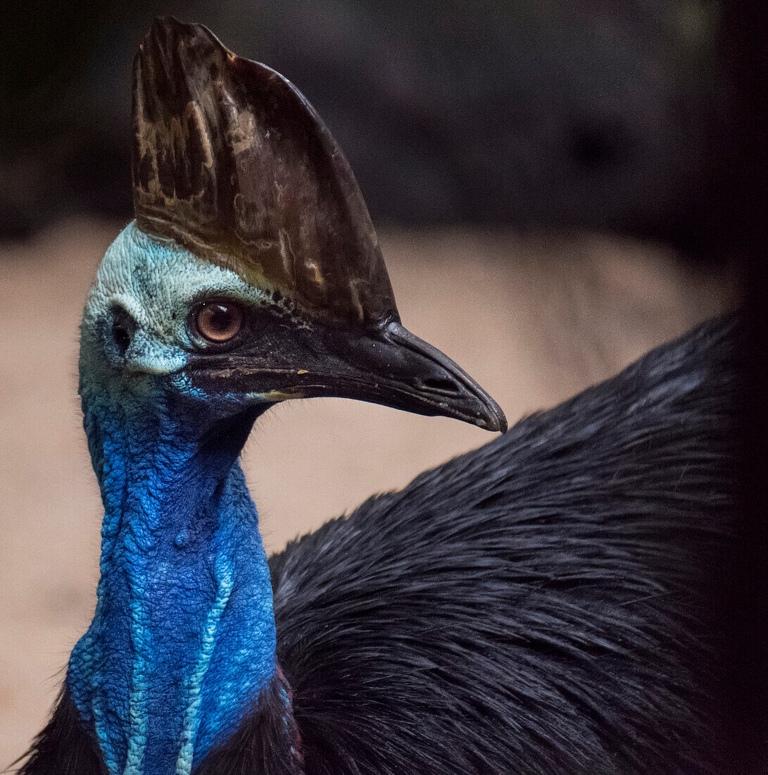 Close-up portrait of a Cassowary,Queensland,Australia