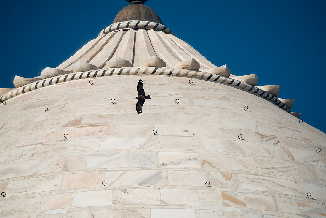 Karakara fliegt um die Kuppel des Taj Mahal, Agra, Uttar Pradesh, Indien