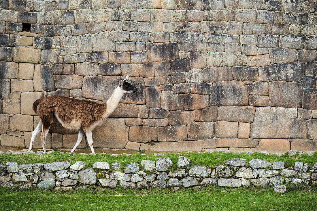 Llama (Lama glama) walks along a wall at Machu Picchu,Aguas Calientes,Peru