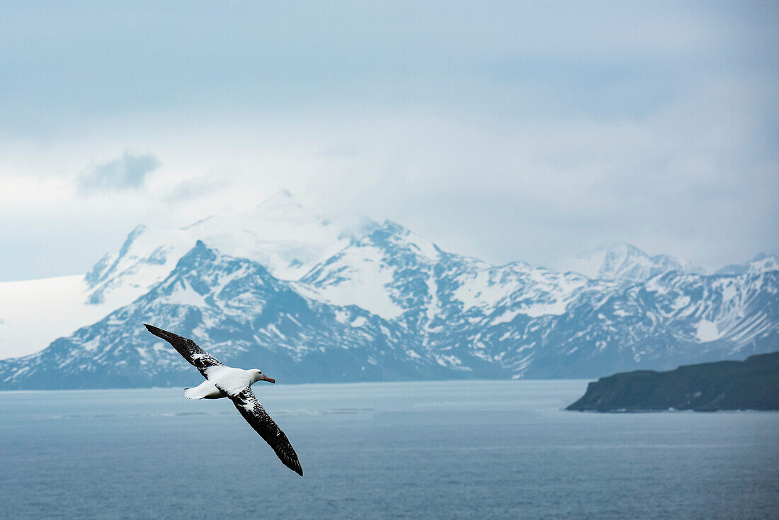 Wanderalbatros (Diomedea exulans) im Flug über dem Ozean, Prion Island, Südgeorgien und die Südlichen Sandwichinseln