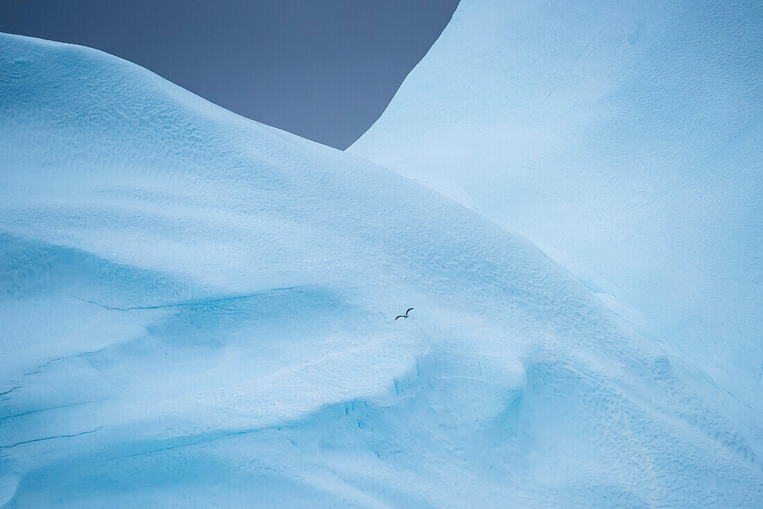 Möwe fliegt über den Eisfjord, Ilulissat, Grönland