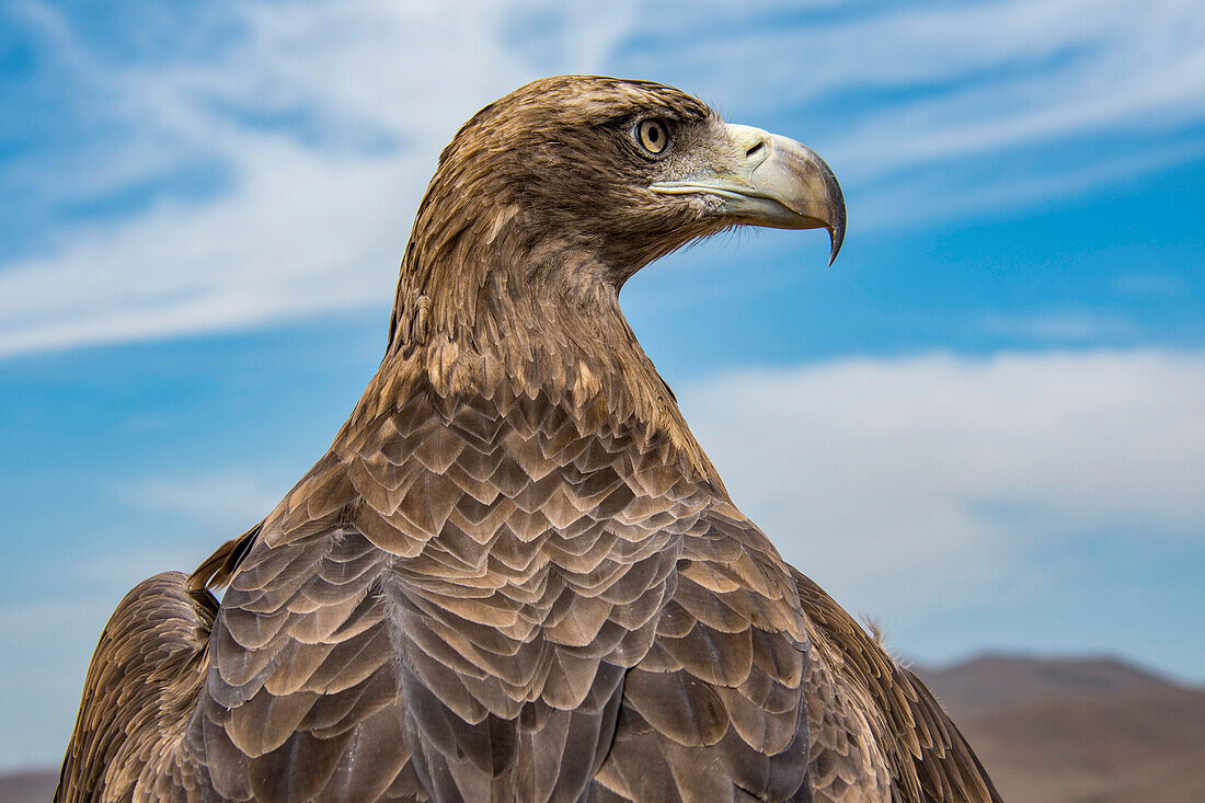 Nahaufnahme eines jungen Steinadlers (Aquila chrysaetos), der darauf trainiert wird, kleine Tiere wie Füchse und Hasen zu fangen, Ulanbataar, Mongolei