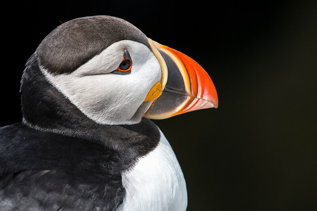 Close-up portrait of an Atlantic,or Common Puffin (Fratercula arctica) at Machias Seal Island,Cutler,Maine,United States of America