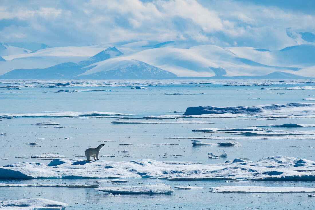 Eisbär (Ursus maritimus) am Rande des Meereises, Baffin Island, Nunavut, Kanada