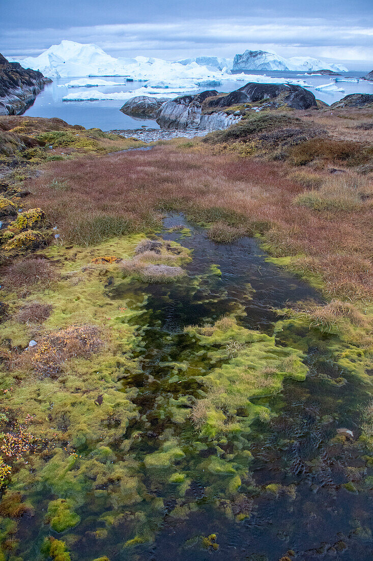 Wet,mossy area overlooking the icebergs of Sermeq Kujalleq glacier,Ilulissat,Greenland