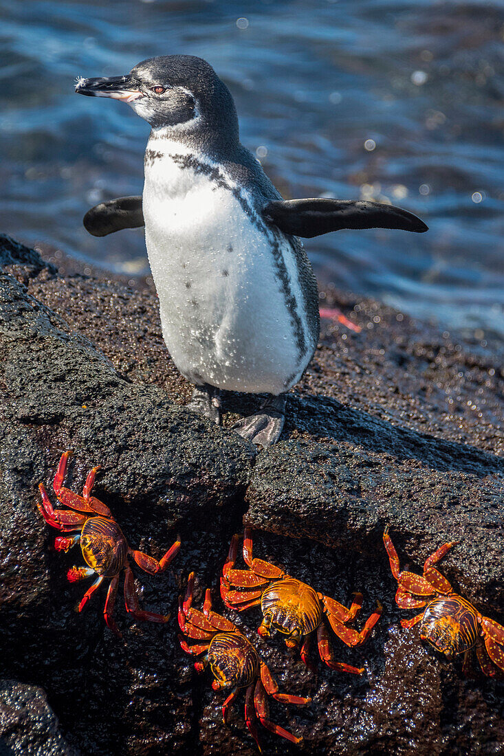 Galapagos-Pinguin (Spheniscus mendiculus) und Sally-Leichtfußkrabben (Grapsus grapsus) auf der Insel Fernandina, Fernandina Island, Galapagos-Inseln, Ecuador