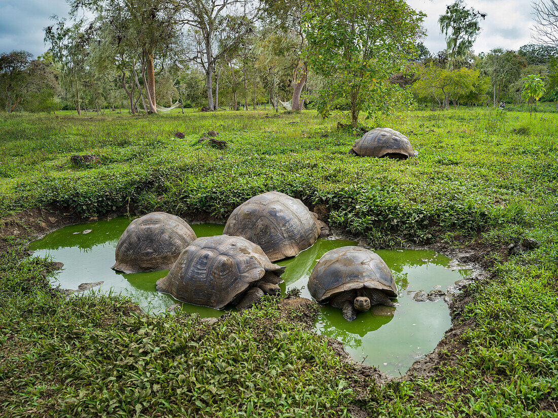 Riesenschildkröten (Chelonoidis nigra) im Hochland der Insel Santa Cruz, Galapagos-Inseln, Ecuador