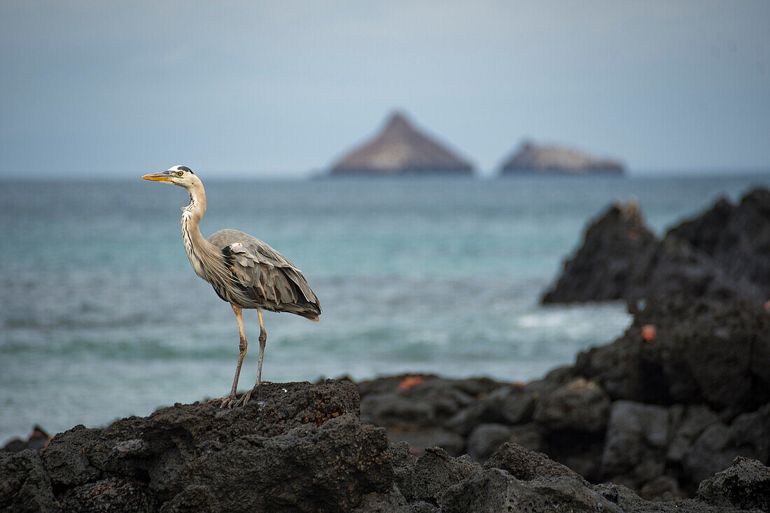 Great Blue heron (Ardea hoerodias) at Cerro Dragon on Santa Cruz Island,Santa Cruz Island,Galapagos Islands,Ecuador