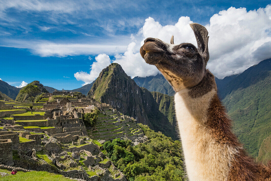 Llama (Lama glama) stands overlooking Machu Picchu,Peru