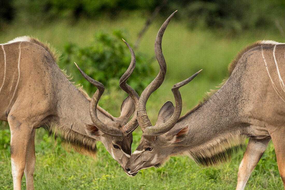 Zwei junge Kudu-Männchen (Tragelaphus strepsiceros) beschnuppern sich gegenseitig in einem Feuchtgebiet, Okavango-Delta, Botswana