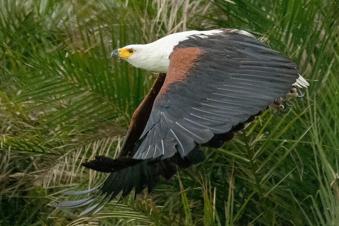 African fish eagle (Haliaeetus vocifer) taking off during the wet season,Okavango Delta,Botswana