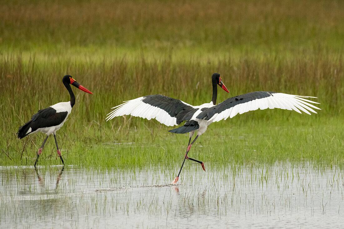 Paar Sattelschnabelstörche (Ephippiorhynchus senegalensis) während der Regenzeit, Okavango-Delta, Botsuana