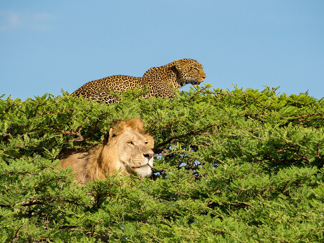 Lion (Panthera leo) and a leopard (Panthera pardus) claim territory in a treetop by sitting and looking out in Serengeti National Park,Tanzania
