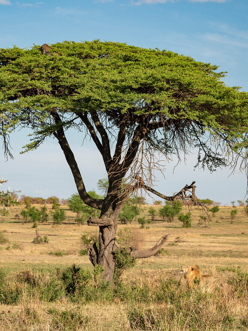 Löwe (Panthera leo) schaut auf einen Baum bei der Verfolgung eines Leoparden (Panthera pardus) im Serengeti-Nationalpark, Tansania