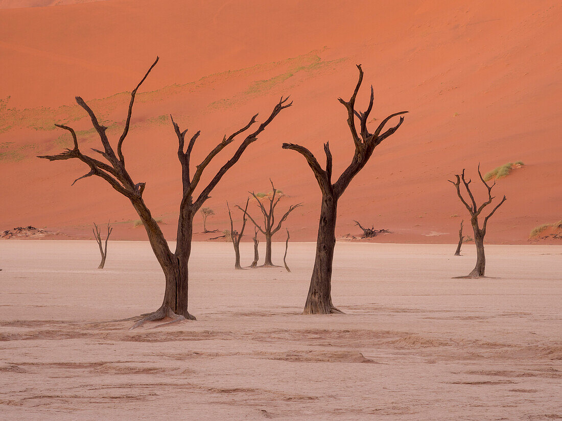 Abgestorbene Kameldornbäume (Acacia erioloba) stehen dort, wo einst der Tsauchab-Fluss floss, im Namib-Naukluft-Park, Deadvlei, Sossusvlei, Namibia