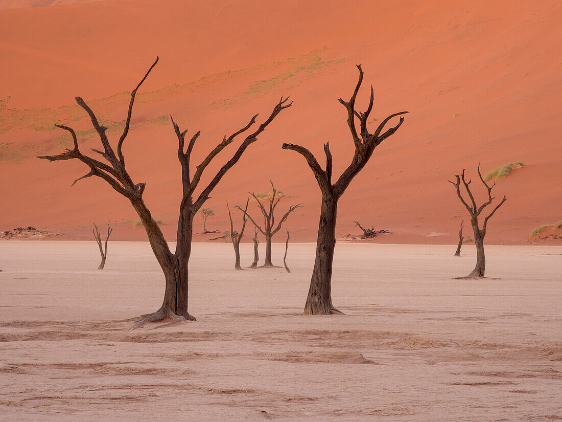 Dead camel thorn trees (Acacia erioloba) stand where Tsauchab river once flowed in Namib-Naukluft Park,Deadvlei,Sossusvlei,Namibia