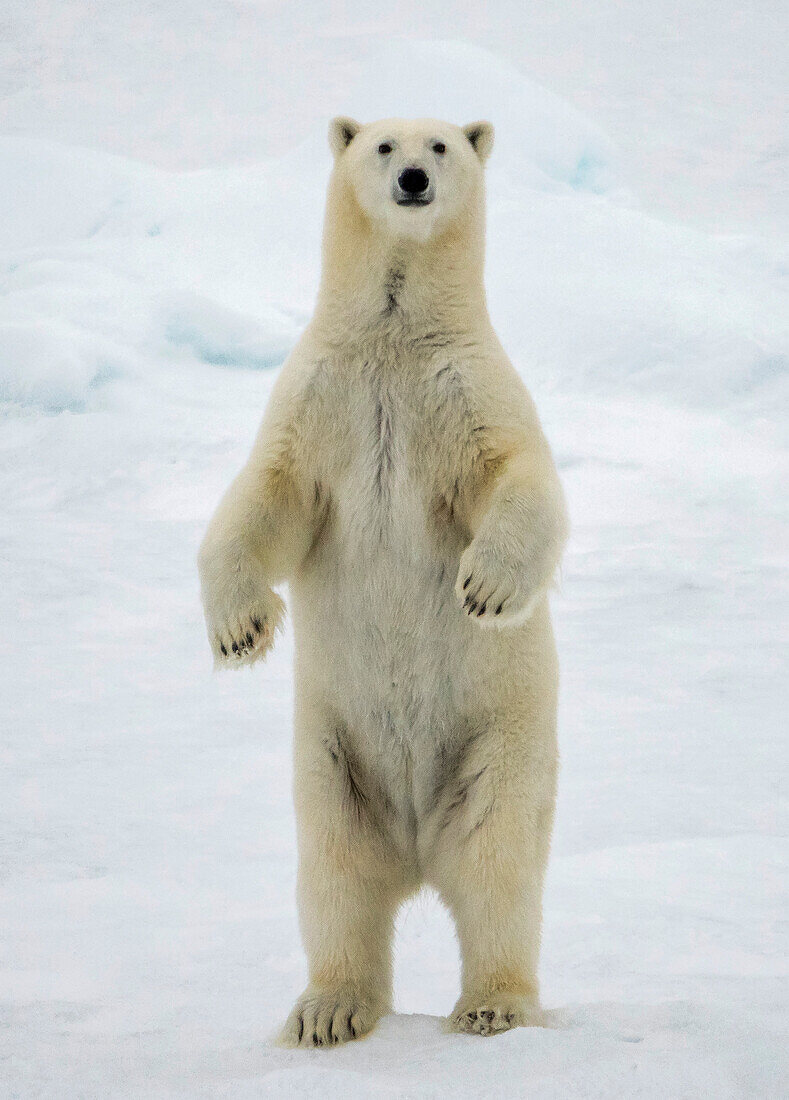 Junges Eisbärenweibchen (Ursus maritimus) steht auf den Hinterbeinen am Rande des Eises bei 82 Grad Nord, Spitzbergen, Svalbard, Norwegen