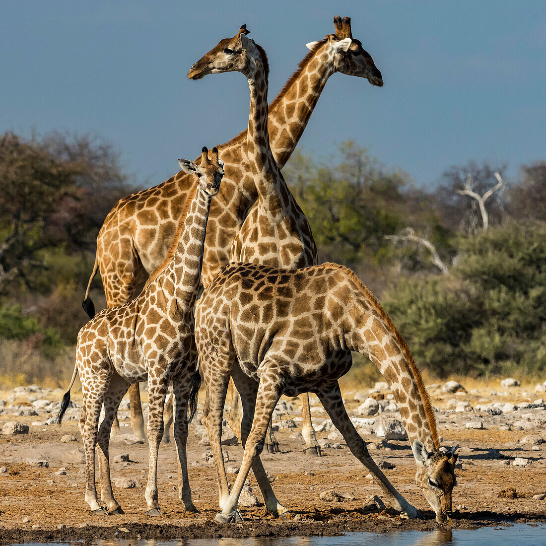 Angolan giraffes (Giraffa giraffa angolensis) line up for a drink at a watering hole in Etosha National Park,Okaukuejo,Kunene,Namibia