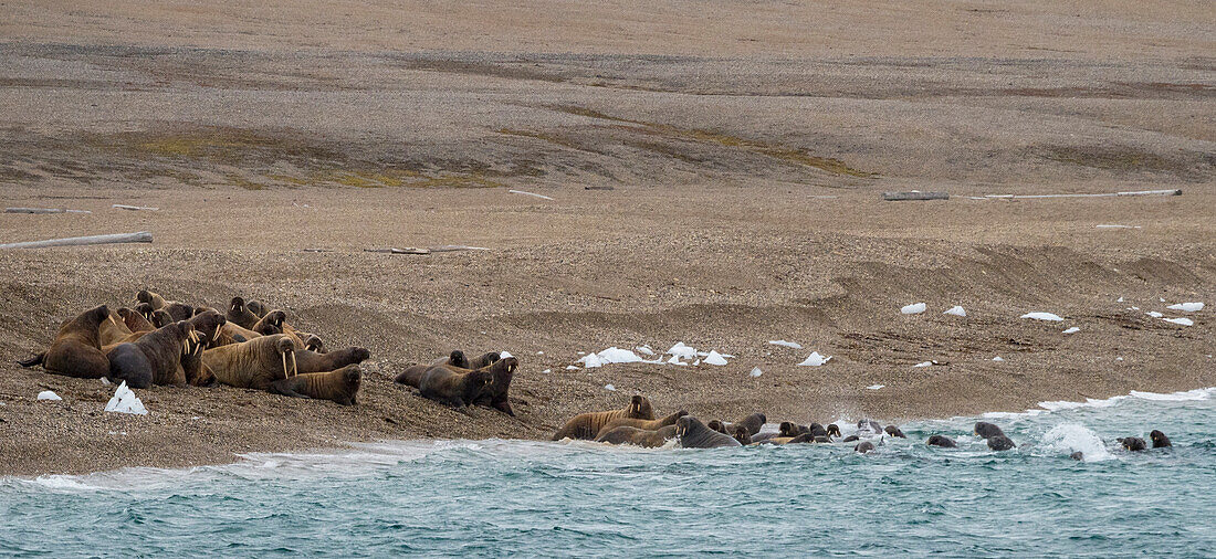 Eine Gruppe von Walrossen (Odobenus rosmarus) flieht vor einem Eisbären ins Meer, Spitzbergen, Svalbard, Norwegen