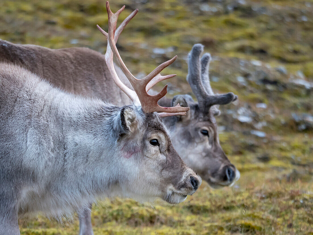 Männliches und weibliches Spitzbergen-Rentier (Rangifer tarandus platyrhynchus), Spitzbergen, Spitzbergen, Norwegen