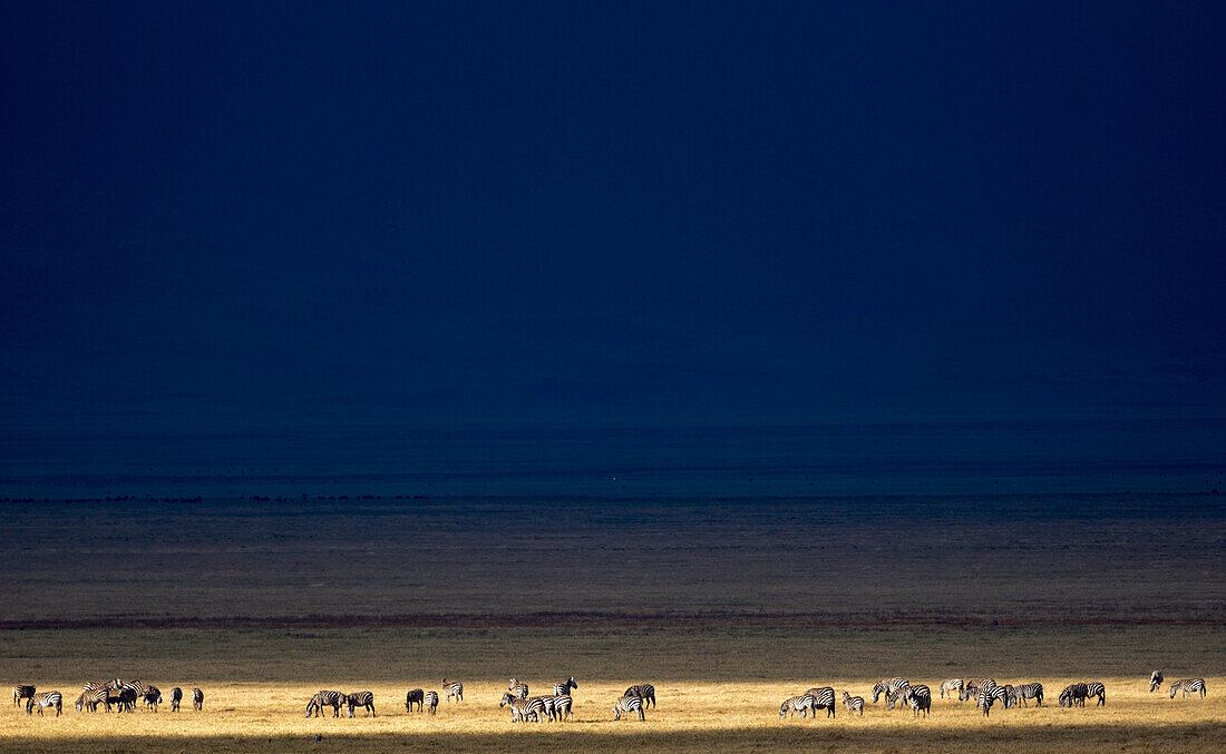 Herd of zebra graze in a patch of sunlight on an otherwise shaded savanna at the Ngorongoro Crater,Arusha region,Tanzania