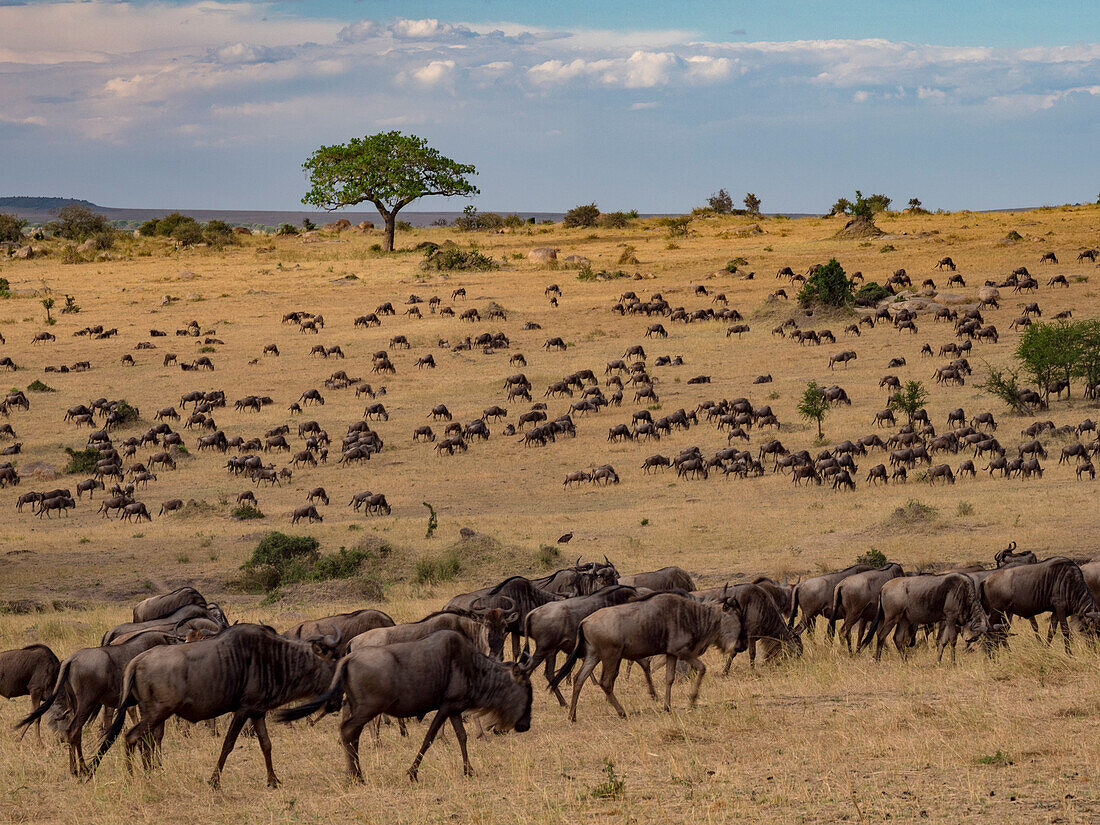 Große Herde Gnus ziehen in der Nähe des Mara-Flusses im Serengeti-Nationalpark, Kogatende, Tansania